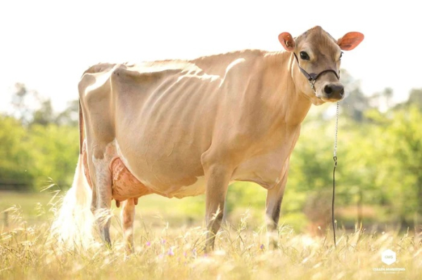 Джерсийская корова, у которой самое вкусное молоко в мире Джерсийская корова, у которой самое вкусное молоко в мире