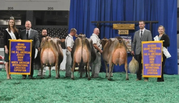 Джерсийская корова, у которой самое вкусное молоко в мире Джерсийская корова, у которой самое вкусное молоко в мире