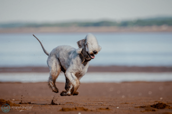 13 самых странных пород собак 13 самых странных пород собак