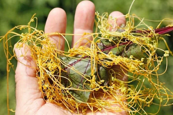 Самые смертоносные паразиты в природе Самые смертоносные паразиты в природе