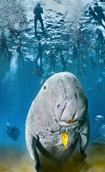 Лучшие российские фотографы 2011 года (14 фото) Лучшие российские фотографы 2011 года (14 фото)