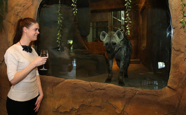 В Австралии открылся уникальный отель-зоопарк В Австралии открылся уникальный отель-зоопарк