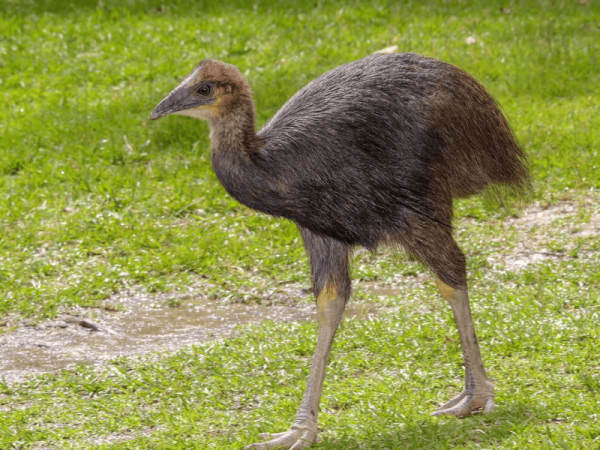 10 самых крупных птиц в мире, чьи габариты поражают воображение 10 самых крупных птиц в мире, чьи габариты поражают воображение