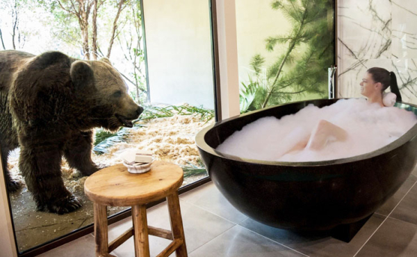 В Австралии открылся уникальный отель-зоопарк В Австралии открылся уникальный отель-зоопарк