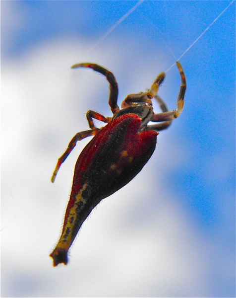 Чем опасен паук-скорпион Чем опасен паук-скорпион