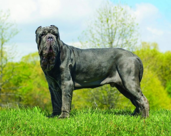 13 самых странных пород собак 13 самых странных пород собак