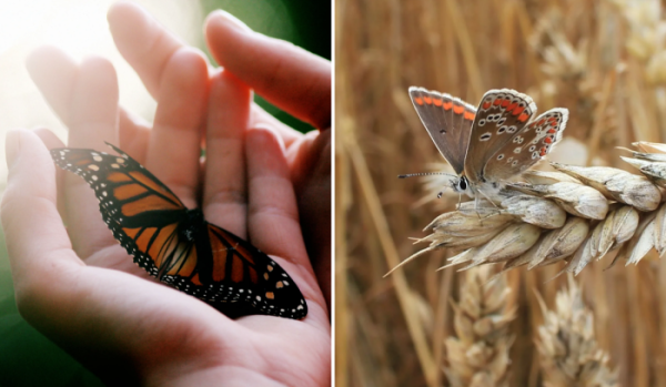 Сакральное значение бабочек в русских верованиях и приметах, и как бабочка могла принести горестную или веселую весть Сакральное значение бабочек в русских верованиях и приметах, и как бабочка могла принести горестную или веселую весть