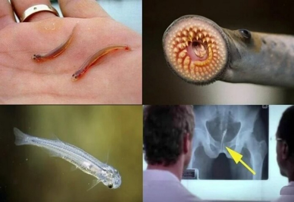 Самые смертоносные паразиты в природе Самые смертоносные паразиты в природе