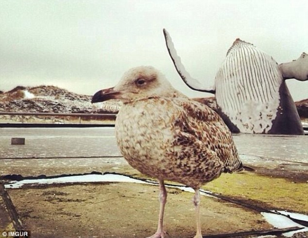 Самые смешные фотобомбы на снимках из отпуска Самые смешные фотобомбы на снимках из отпуска